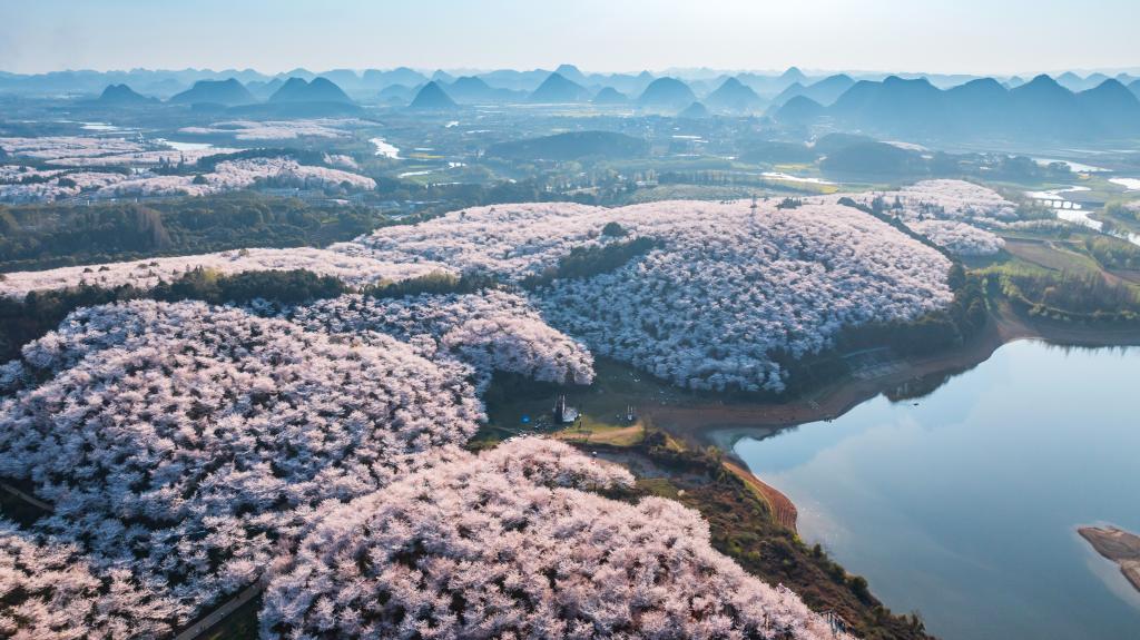 Incredible sea of cherry blossoms in Guizhou