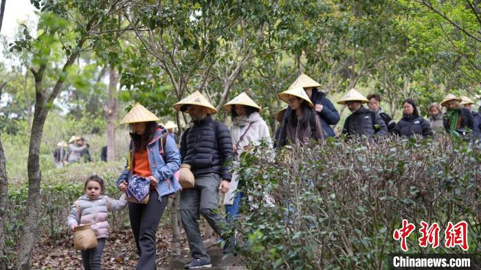 Chinese and foreign people walk in the tea garden On March 30, 2025. (Photo:China News Service/Zhu Haisheng) Chinese and foreign people walk in the tea garden On March 30, 2025. (Photo:China News Service/Zhu Haisheng)