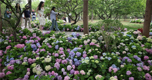 Blooming hydrangea flowers bring Monet's Gardens to life 