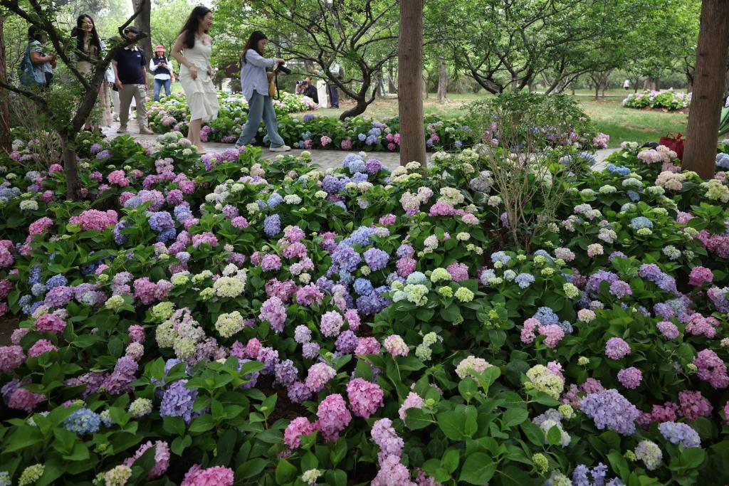 Blooming hydrangea flowers bring Monet's Gardens to life