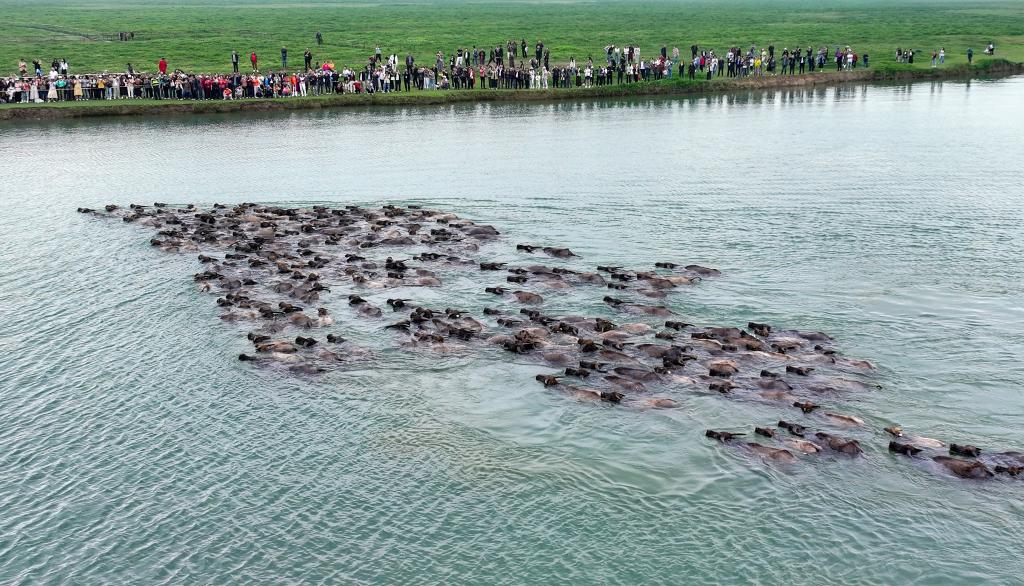 Buffalo herd crosses Jialing River to forage in Sichuan