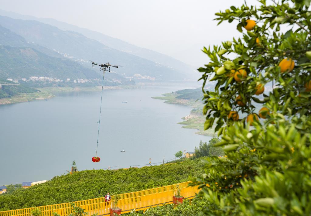 Drones boost navel orange harvest