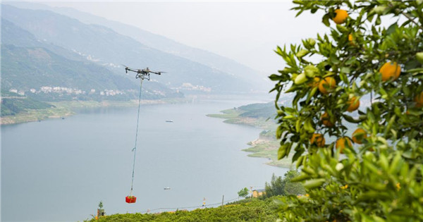 Drones boost navel orange harvest