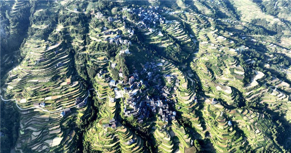 Scenery of terraced fields in Summer