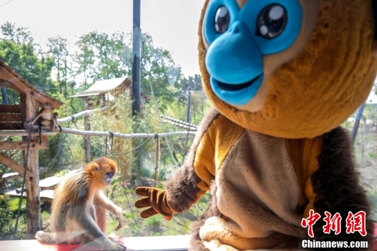 A golden monkey plays inside an enclosure at the Zoo Park of Beauval in Saint-Aignan, France, on May 7, 2025. (Photo provided to China News Service) A golden monkey plays inside an enclosure at the Zoo Park of Beauval in Saint-Aignan, France, on May 7, 2025. (Photo provided to China News Service)