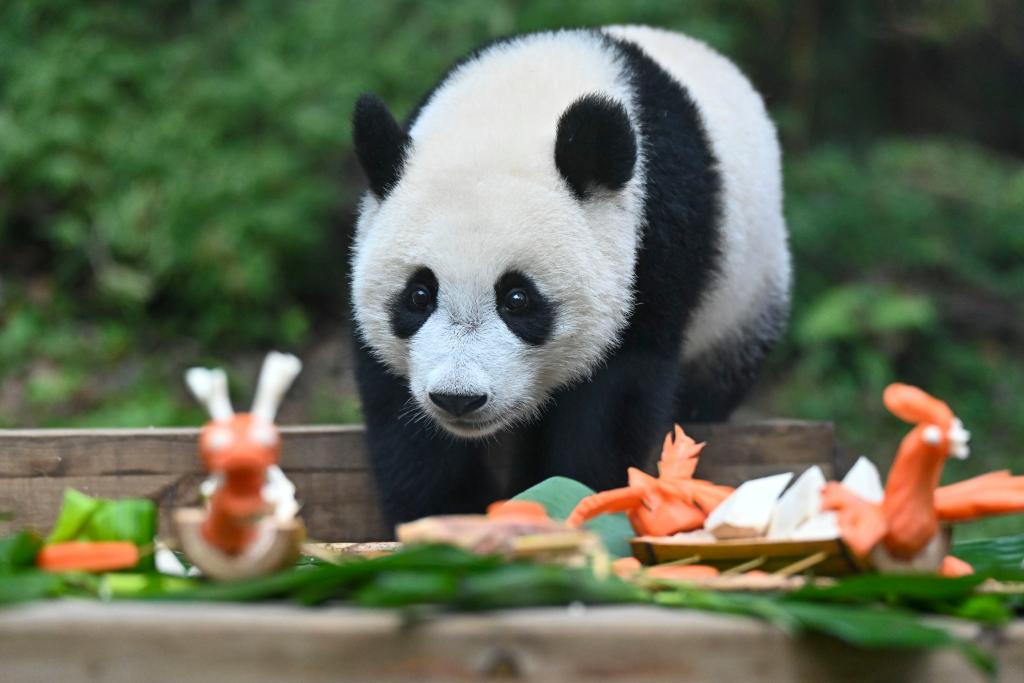 Giant pandas enjoy special treat for Dragon Boat Festival