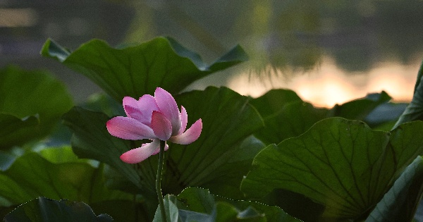 Lotus flowers in full bloom at park in east China's Anhui