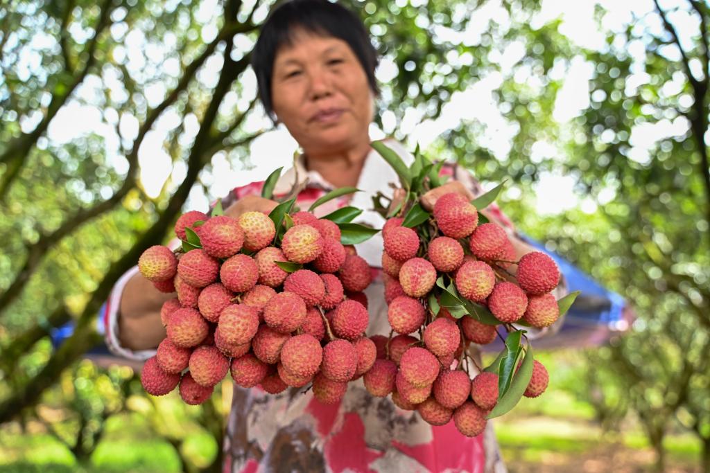 Lychee harvest in full swing in Maoming, China's 'hometown of lychees'