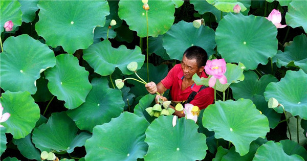 Lotus seedpods enter harvest season in Zhejiang