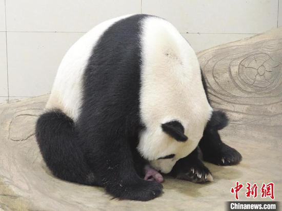The year's first giant panda cub in captivity born at the Shenshuping Base in southwest China's Sichuan Province stays with its mother Linlang, June 25, 2025. (Photo provided to China News Service) The year's first giant panda cub in captivity born at the Shenshuping Base in southwest China's Sichuan Province stays with its mother Linlang, June 25, 2025. (Photo provided to China News Service)