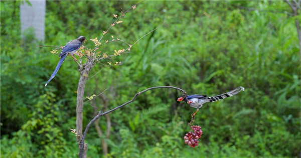 Red-billed blue magpies attract photography enthusiasts in S China's Wuzhou