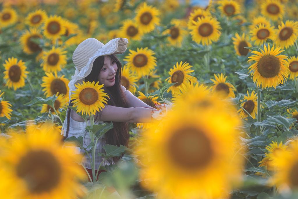 Sunflowers in full bloom draw visitors to East China’s Nanchang