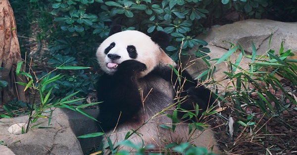 Giant pandas enjoy summer treats in Chengdu