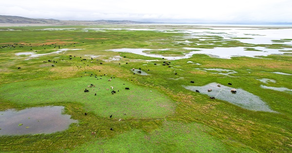 Exploring growing yak industry in Ngari Prefecture, Xizang