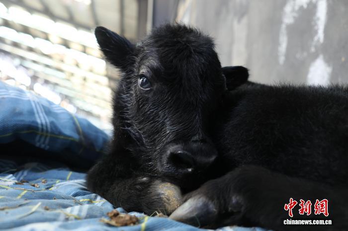 The world's first cloned yak "Namtso No. 1." (Photo courtesy of Damxung County in Lhasa) The world's first cloned yak "Namtso No. 1." (Photo courtesy of Damxung County in Lhasa)