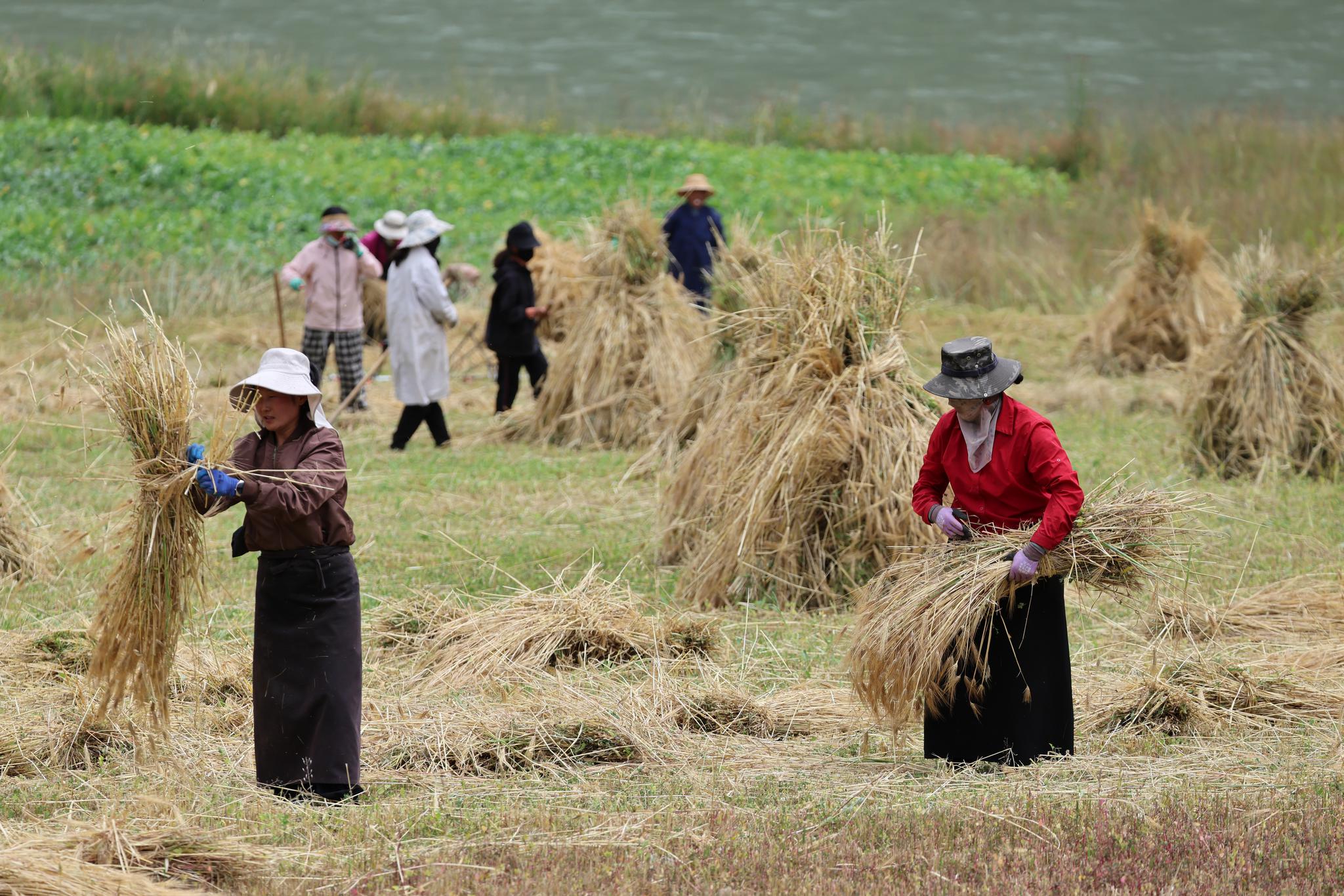 Highland barley harvest begins in Qinghai