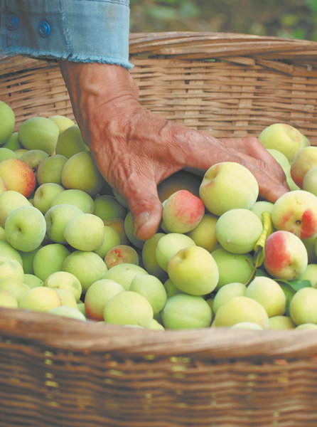 Fruit farmers show harvested green plums in Dayi county, Sichuan province, on May 28. CHINA DAILY