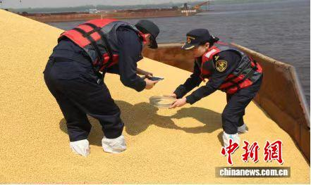 Customs officers inspect imported soybeans. (Photo courtesy of Harbin Customs)