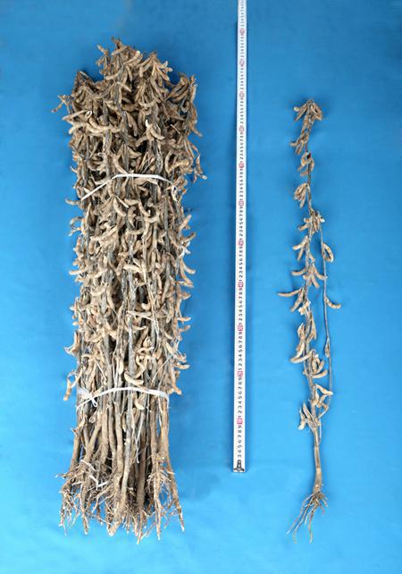 Undated photo shows growth data on the new soybean variety being recorded.  (Photo provided to chinadaily.com.cn)