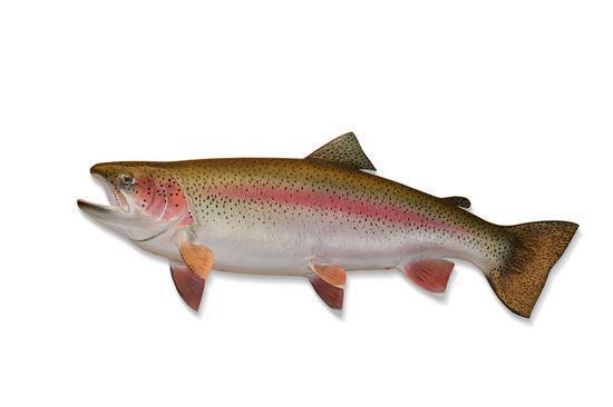 A trout  (Photo/China Daily)