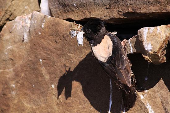 A rosy starling eats a bug. (Photo/CHINA DAILY)