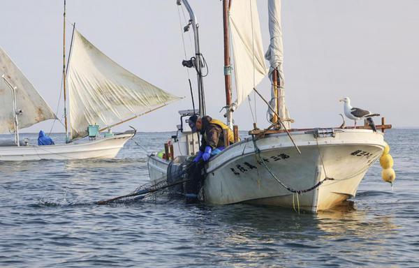Sailing boats fish for shrimp in Notsuke Bay off Betsukai in Hokkaido, northern Japan, in the early morning on June 30, 2025. [Photo/VCG]