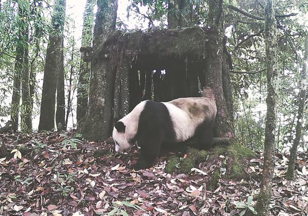 A wild giant panda is spotted in front of an artificial den. PROVIDED TO CHINA DAILY