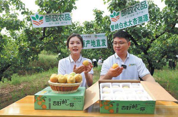 Two online influencers promote Baishui apricots through livestreaming at an orchard in Zhaojiazhuang village in Fanshi county, Shanxi province. (Photo/CHINA DAILY)