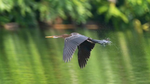 (An Oriental darter spotted in Ruili City, Yunnan Province, southwest China, October 22, 2021. /VCG)