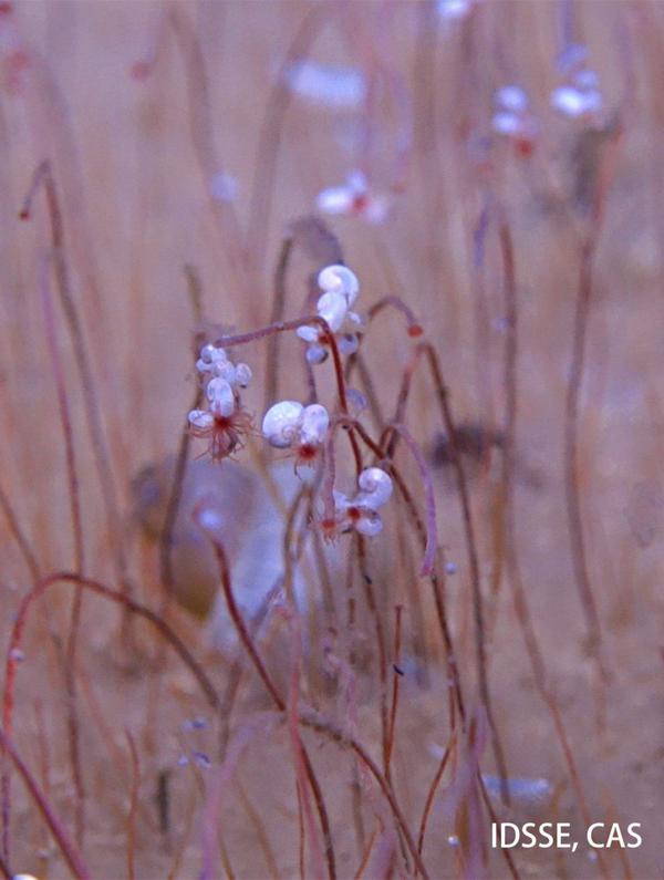 The tube worms. /IDSSE