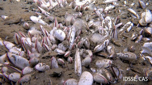 The bivalve mollusks. /IDSSE