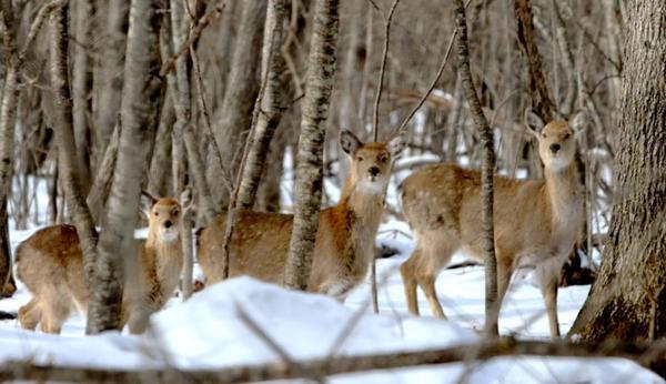  A photographer captured images of a group of wild roe deer and sika deer at the Hunchun Nature Reserve of the Northeast China Tiger and Leopard National Park in Jilin province. [Photo by Jilin Daily/For chinadaily.com.cn]