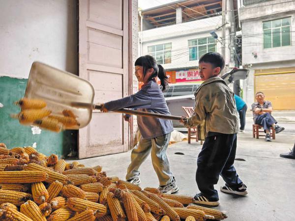  Children help families shift harvested corn in Enshi during last year's autumn break. PROVIDED TO CHINA DAILY