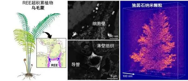  A team of Chinese scientists has discovered the phenomenon of rare-earth mineralization in ferns for the first time. [Photo/Guangzhou Institute of Geochemistry under the Chinese Academy of Sciences]