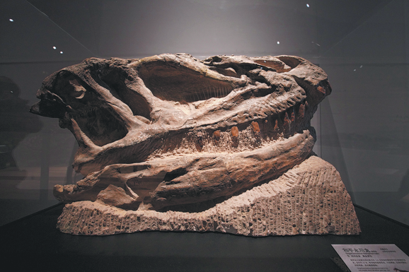  The ongoing China's Dinosaur World exhibition at the Shanghai Natural History Museum brings together 118 representative dinosaur specimens and key models from 12 national scientific research institutions and science museums across China. CHINA DAILY