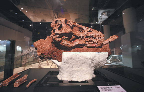  The ongoing China's Dinosaur World exhibition at the Shanghai Natural History Museum brings together 118 representative dinosaur specimens and key models from 12 national scientific research institutions and science museums across China. CHINA DAILY