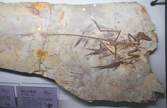  The ongoing China's Dinosaur World exhibition at the Shanghai Natural History Museum brings together 118 representative dinosaur specimens and key models from 12 national scientific research institutions and science museums across China. CHINA DAILY