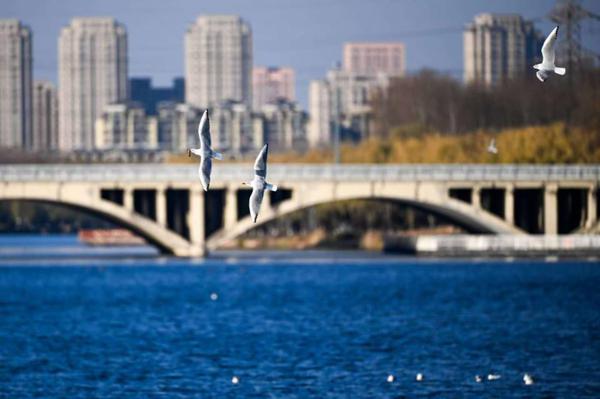 A flock of red-billed gulls gathers near the Yitong River in Changchun, Jilin province. [Photo by Luo Hao/For chinadaily.com.cn]