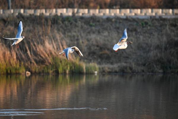 A flock of red-billed gulls gathers near the Yitong River in Changchun, Jilin province. [Photo by Luo Hao/For chinadaily.com.cn]