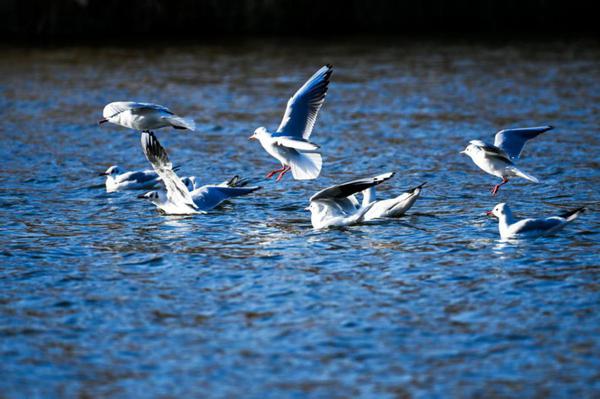 A flock of red-billed gulls gathers near the Yitong River in Changchun, Jilin province. [Photo by Luo Hao/For chinadaily.com.cn]