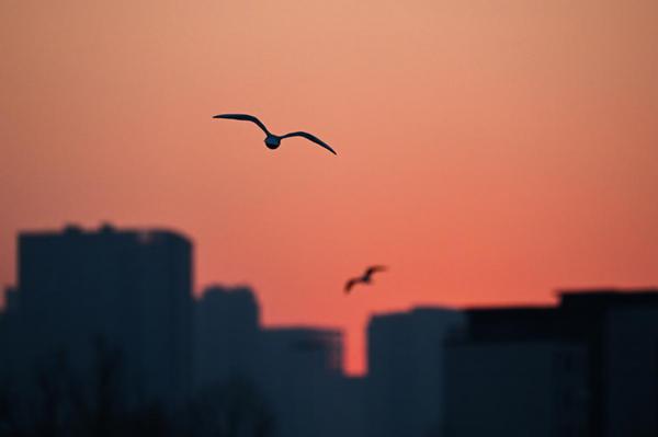 A flock of red-billed gulls gathers near the Yitong River in Changchun, Jilin province. [Photo by Luo Hao/For chinadaily.com.cn]