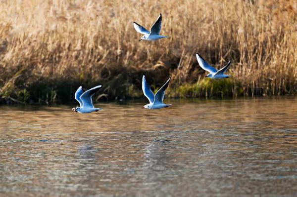 A flock of red-billed gulls gathers near the Yitong River in Changchun, Jilin province. [Photo by Luo Hao/For chinadaily.com.cn]
