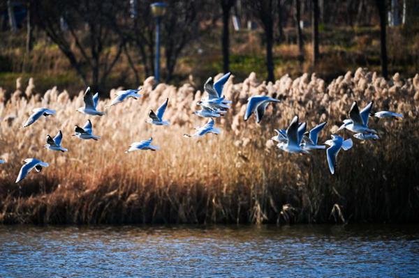 A flock of red-billed gulls gathers near the Yitong River in Changchun, Jilin province. [Photo by Luo Hao/For chinadaily.com.cn]