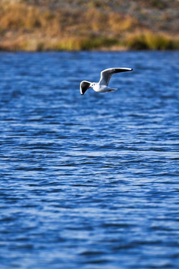 A flock of red-billed gulls gathers near the Yitong River in Changchun, Jilin province. [Photo by Luo Hao/For chinadaily.com.cn]