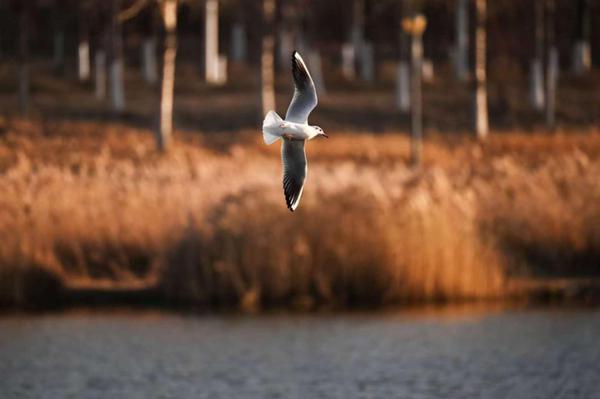 A flock of red-billed gulls gathers near the Yitong River in Changchun, Jilin province. [Photo by Luo Hao/For chinadaily.com.cn]