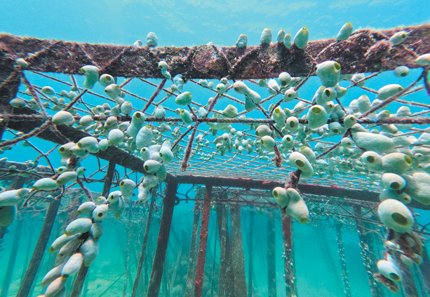 &nbsp;The artificial reefs constructed in the marine ranch in Indonesian waters through joint efforts of researchers from China and Indonesia. China Daily