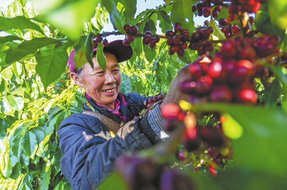 A farmer harvests coffee cherries at a plantation in Lincang, Yunnan province, on Jan 23. (Photo: Xinhua/ Gao Yongwei)