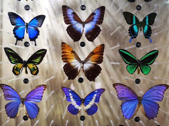 Museum in Nanjing dedicated to dying butterfly species