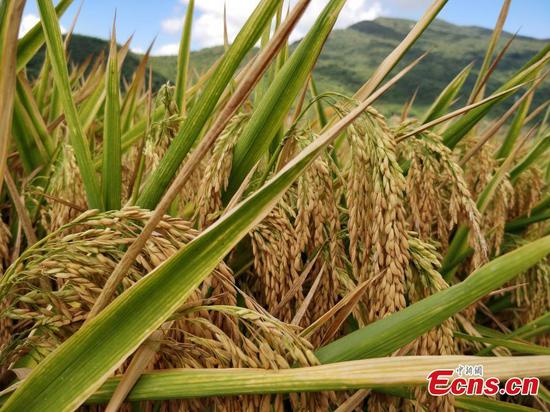 Rice variety developed by China's 'father of hybrid rice' sets record in Hainan