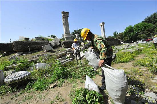 Workers pull weeds at the Yuanying Guan ruins at Yuanmingyuan, or Old Summer Palace, in preparation for a project to preserve the standing pillars. （Photo by Yuan Yi/For China Daily）